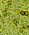 picture of chlorella cell