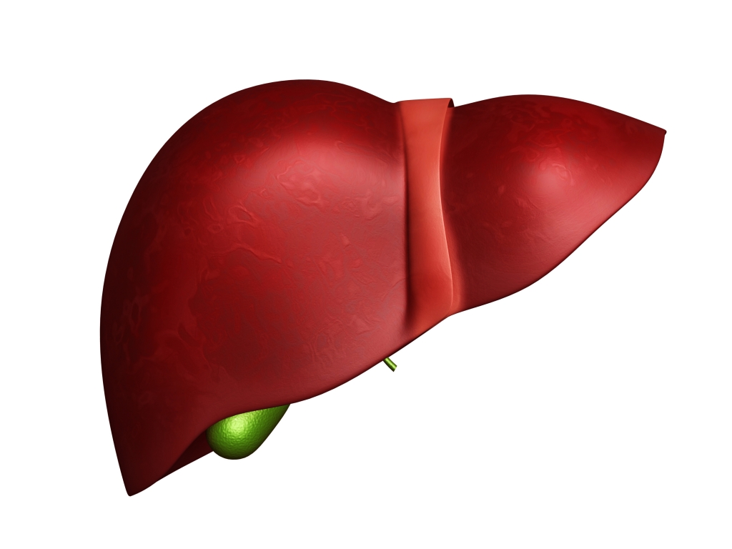 Liver